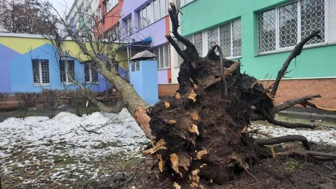 В Киеве штормовой ветер повалил дерево на детскую поликлинику (ФОТО)