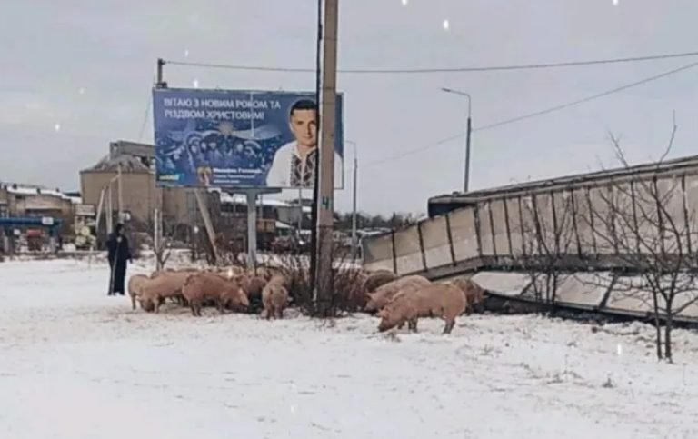 В Тернопольской области фура перевозившая свиней съехала в кювет (ФОТО)