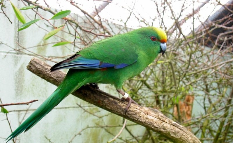 Новозеландський папуга вкрав GoPro, щоб зняти свій політ (ВІДЕО)