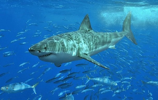 В Сиднее акула убила человека впервые за 60 лет (ВИДЕО)