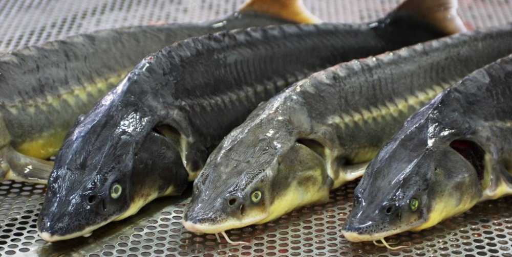 В Бердянске незаконно сбывали краснокнижную рыбу (ФОТО)