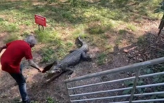 В Австралії чоловік використав проти крокодила сковорідку (ВІДЕО)