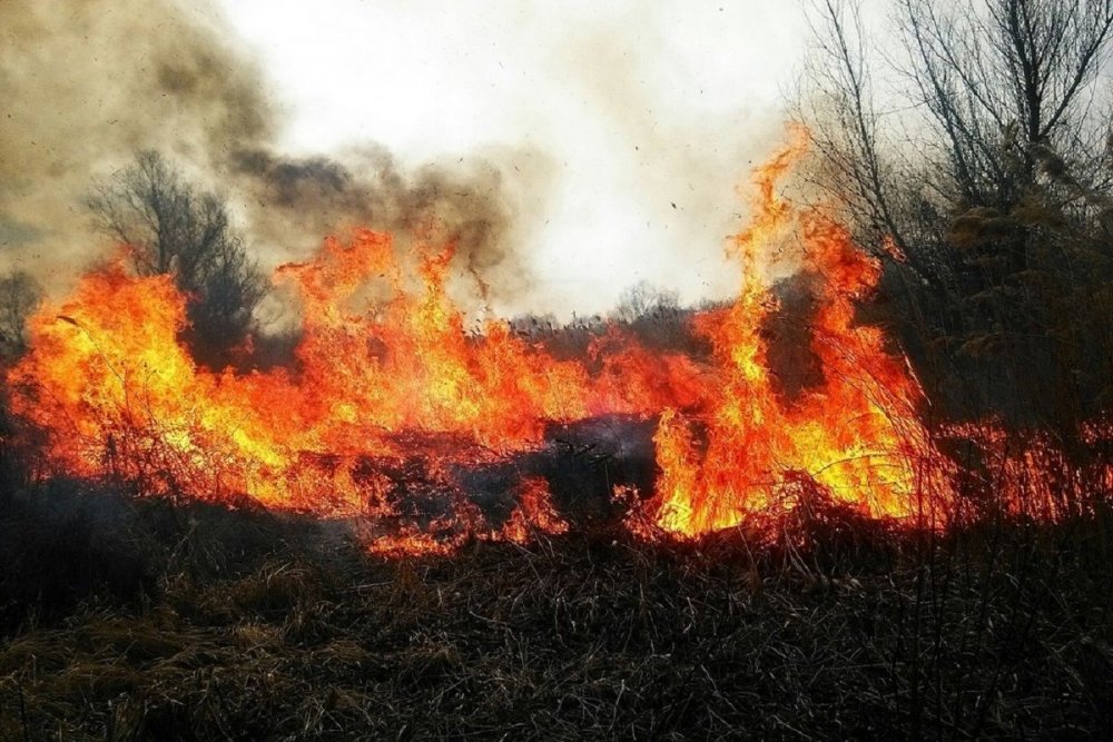 На Тернопільщині через підпал сухої трави мало не згоріло 20 гектарів лісу