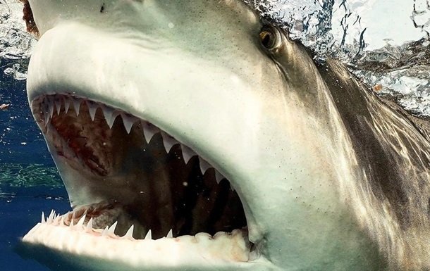 У Єгипті акула за день вбила двох жінок