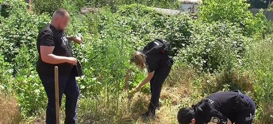 На Прилуччині поліцейські знищили незаконний посів конопель