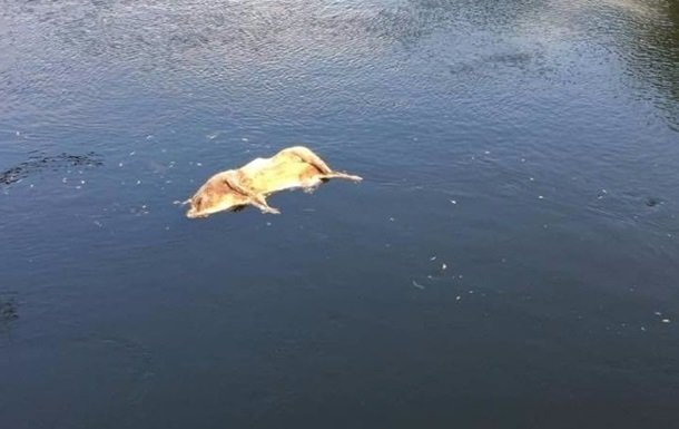 На Сумщині у річці виявлено труп свині із чумою