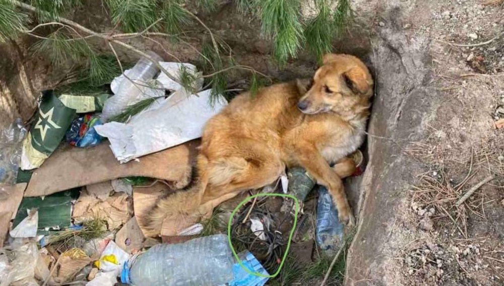 Под Макаровым люди нашли избитую и заминированную собачку