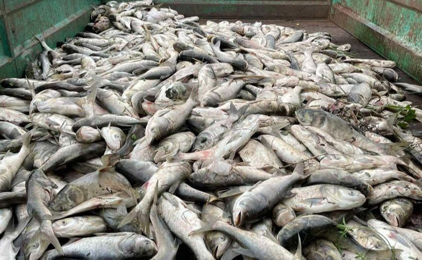 У Борисполі на озері зафіксували масовий мор риби