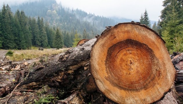 На Закарпатті незаконно вирубали дерева на понад 5 млн грн