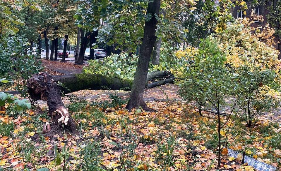 У Києві дерево, що впало через негоду, мало не призвело до трагедії (ФОТО)