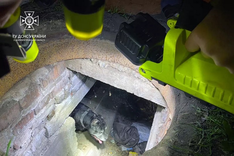 У Дніпрі врятували пса, який впав до каналізаційного колодязя (ФОТО)