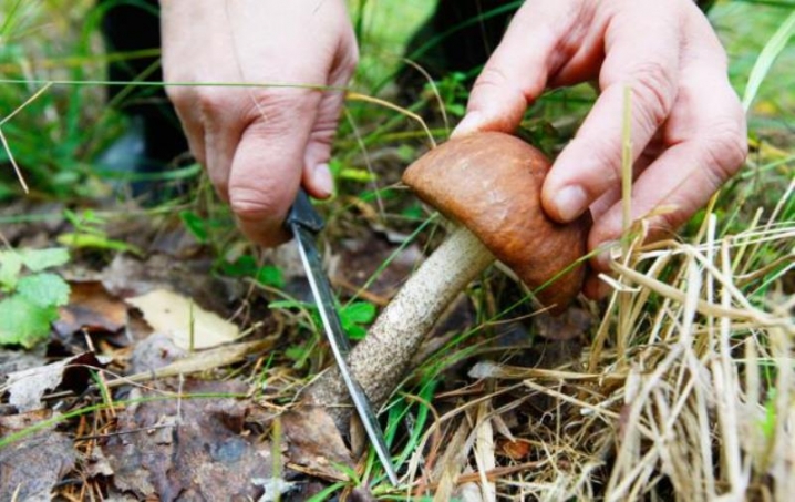 На Тернопільщині двоє людей отруїлися грибами