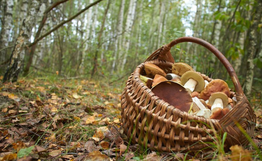 Пішли за грибами: У Дніпропетровській області дві жінки загубилися у лісі