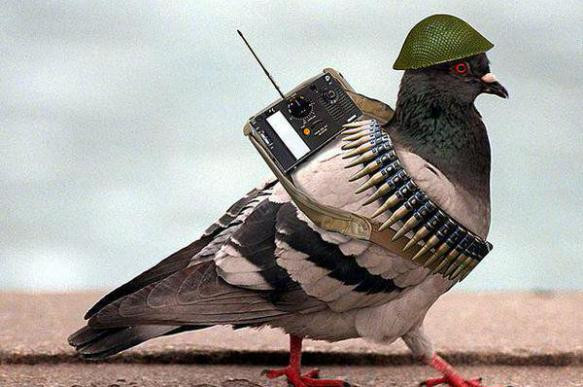 У російському Білгороді виявили "голубів-терористів" з України