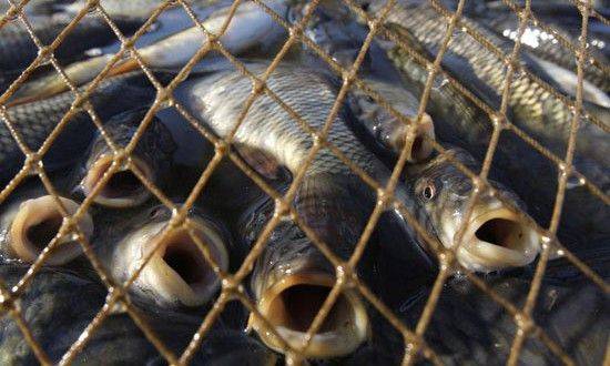 На Київщині судитимуть браконьєра, який наловив риби на 1,5 млн гривень