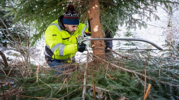Спікера парламенту Норвегії привалило різдвяною ялинкою, яку він зрізав у лісі