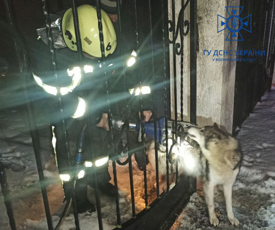 На Волині рятувальники ДСНС звільнили з пастки нещасного собаку