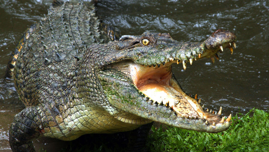 Австралієць збирав крокодилячі яйця і влучив у пащу до хижака