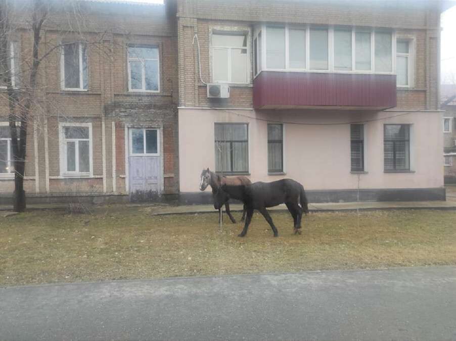 Господарів не знайшли: у Дніпрі посеред вулиці гуляли коні