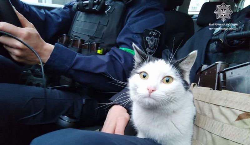 Застряг головою в банці: київські поліцейські врятували котика (ВІДЕО)