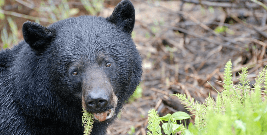 У США ведмідь завітав до приватного будинку (ВІДЕО)