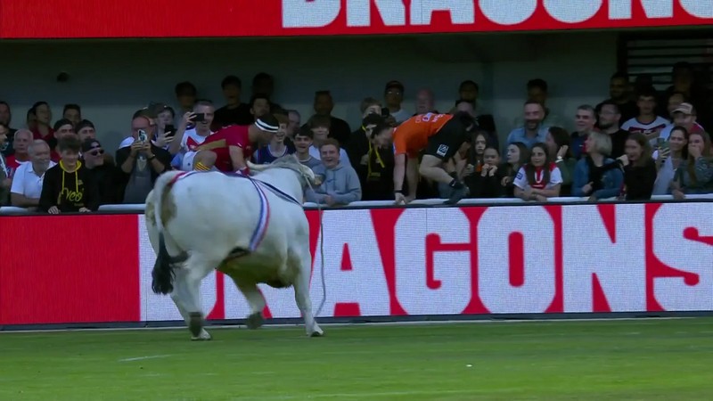 У Франції величезний бик вибіг на стадіон й перетворив матч з регбі на кориду (ВІДЕО)