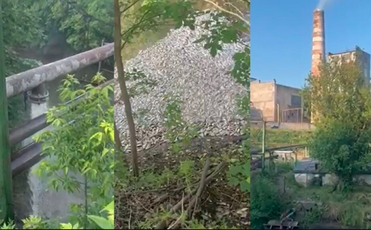 Біля Тернополя ріка вкрита мертвою рибою (ФОТО)