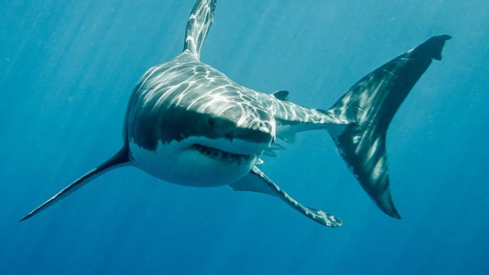 Величезна тигрова акула вчепилася в човен рибалки біля Гавайських островів (ВІДЕО)