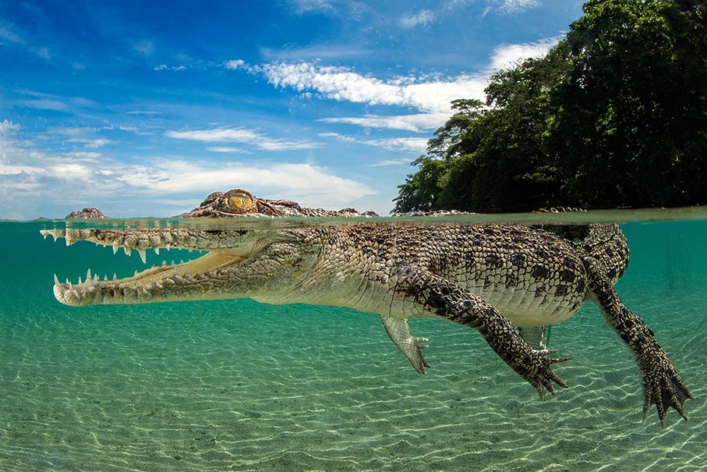 В Австралії на туристку під час купання напав морський крокодил