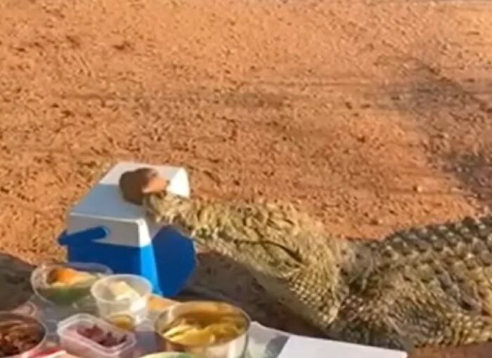 Крокодил приєднався до пікніка, вкравши холодильник з напоями у туристів