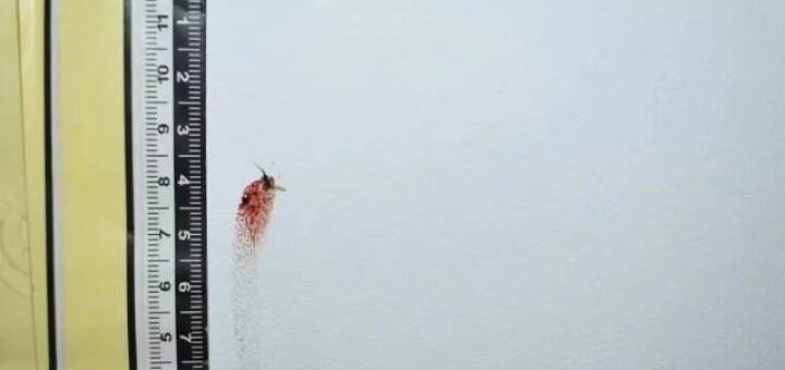 У Китаї поліція спіймала злодія завдяки роздавленому на стіні комару