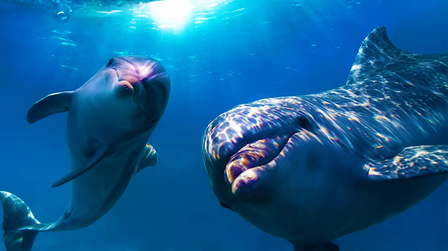 В Японії туристам заборонили заходити в море через напади дельфінів