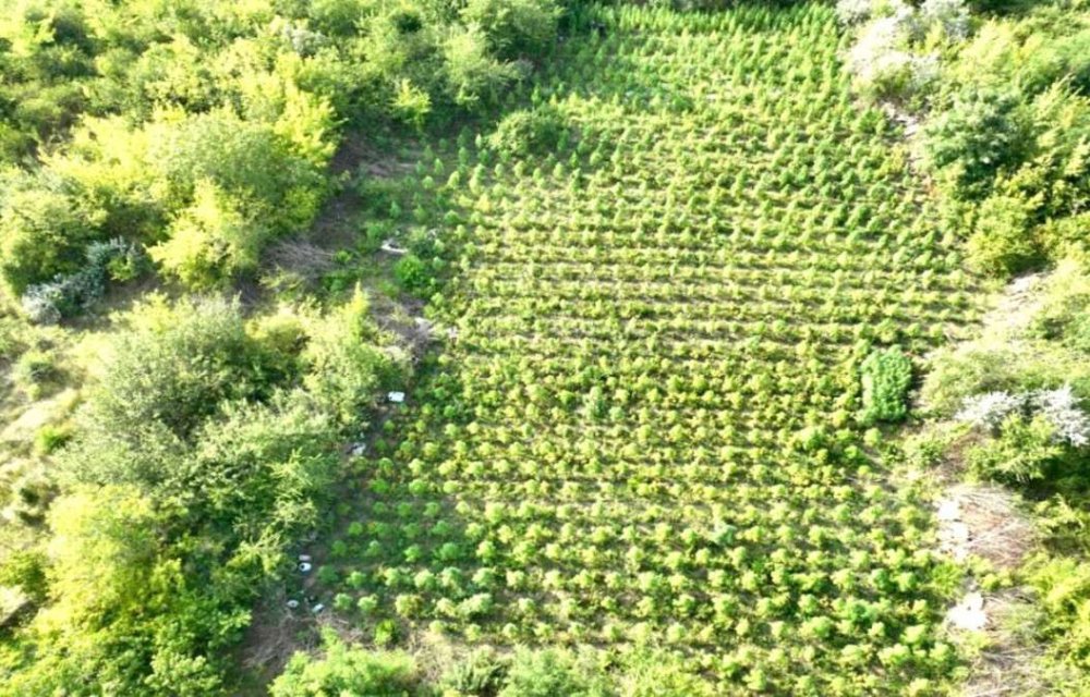У Дніпропетровській області в полі виявили велику плантацію конопель