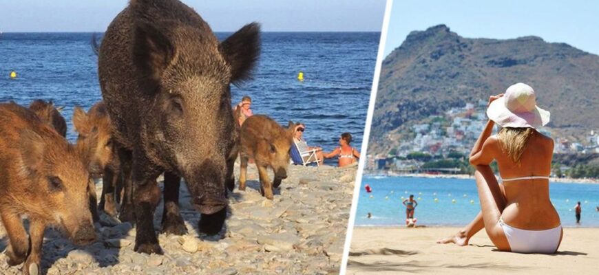 На пляжі в Іспанії туристів грабують дикі кабани (ВІДЕО)