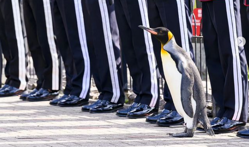 У Шотландії пінгвіну із зоопарку надали звання генерала норвезької армії (ВІДЕО)