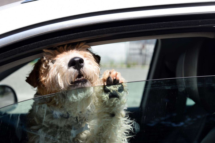 У США п’яний водій посадив за кермо собаку, щоб уникнути арешту