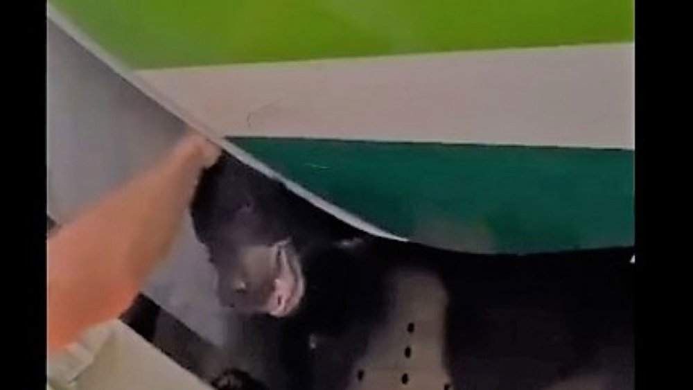 В ОАЕ ведмідь втік з багажного відсіку літака та викликав затримку рейсу (ВІДЕО)