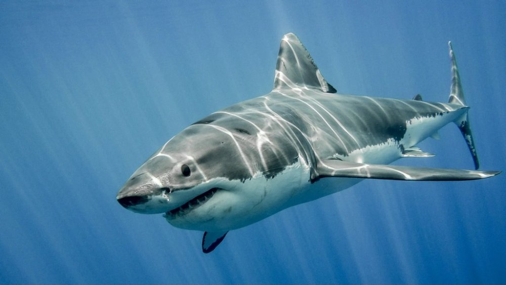 Знову акула: у Єгипті терміново закрили пляжі популярного курорту