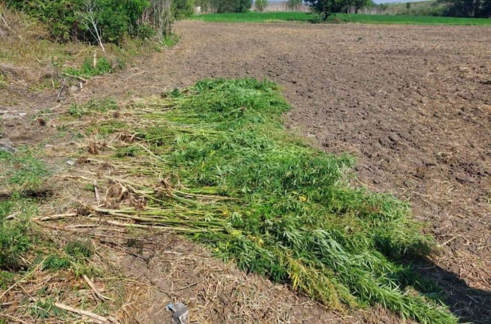 У Криворізькому районі 16-річний хлопець вирощував понад 400 кущів коноплі