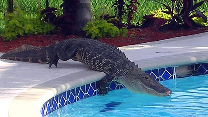 Жінка з Флориди знайшла алігатора, який плавав в басейні на задньому дворі