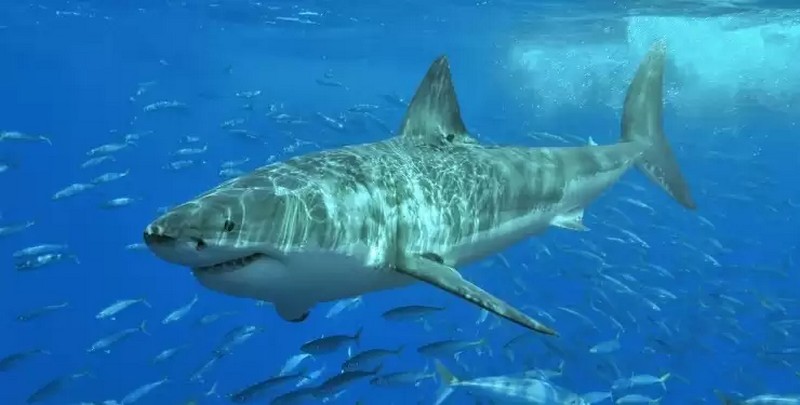 Новий напад акули на туристів у Єгипті: хижак відкусив жінці руку