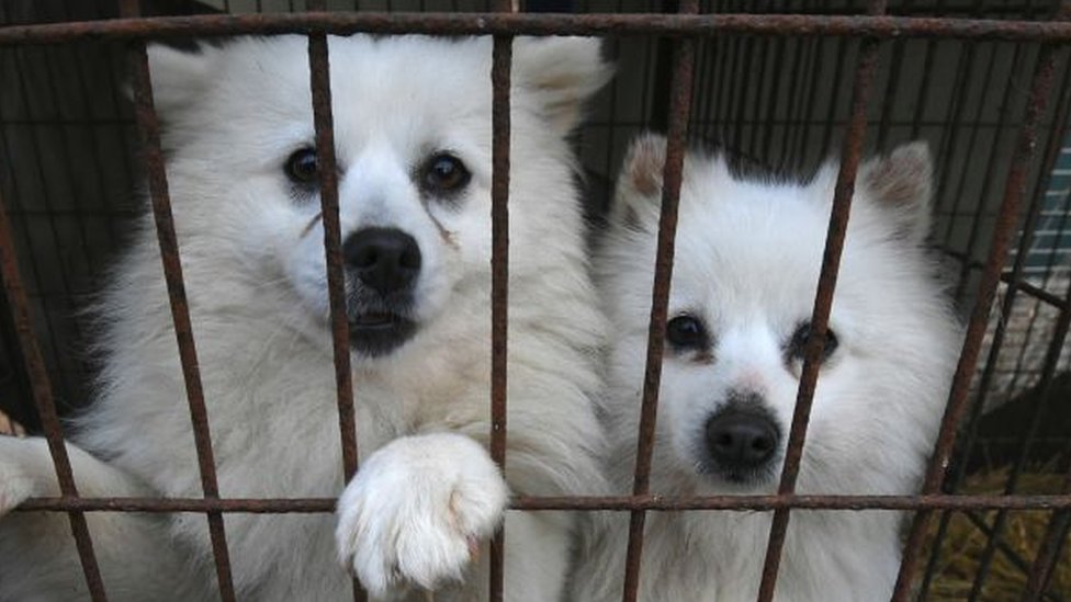 У Південній Кореї хочуть заборонити їсти собак