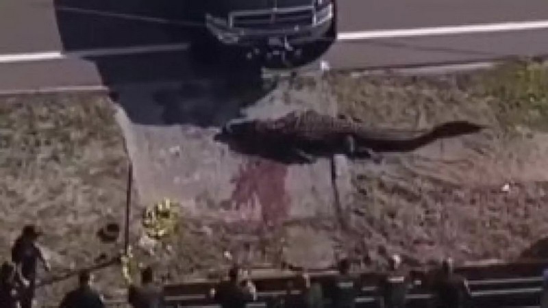 У Флориді спіймали чотирьохметрового алігатора з тілом чоловіка у пащі (ВІДЕО)