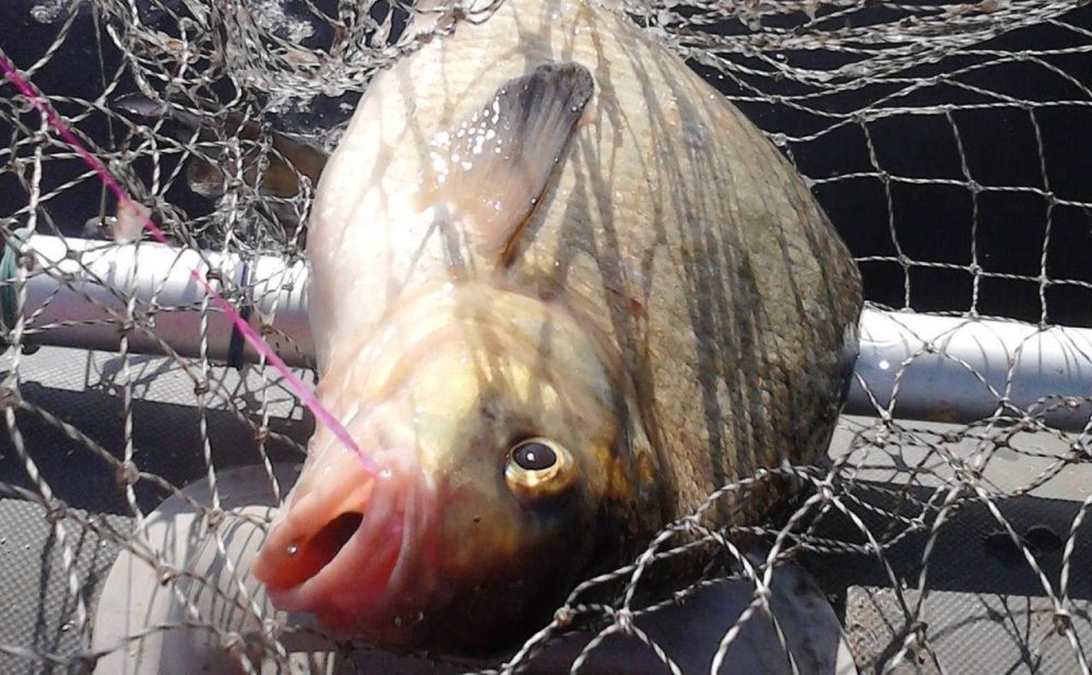 У Київській області браконьєр наловив риби у забороненому місці на понад 100 тис. гривень (ФОТО)