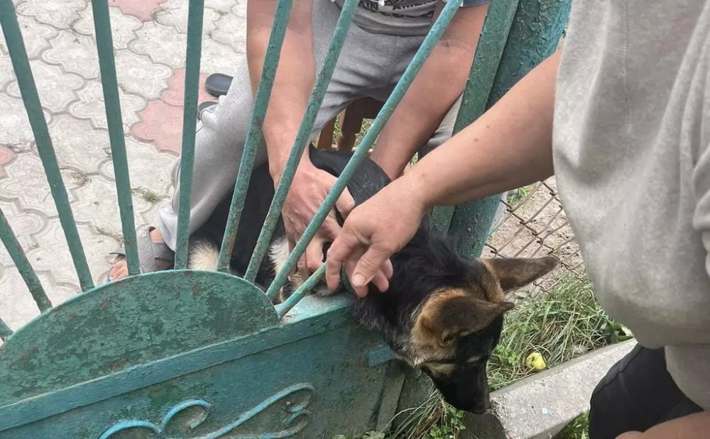 У Коростені рятувальники вивільнили собаку, який застряг у металевій огорожі (ФОТО)