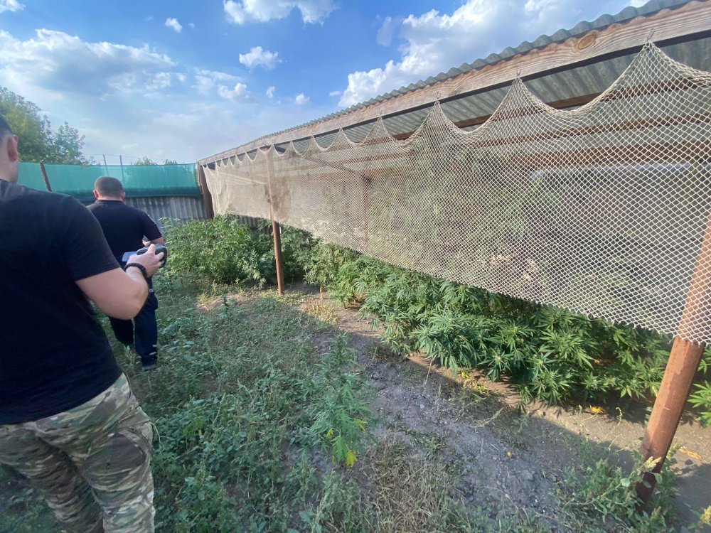 На Херсонщині поліцейські викрили наркоплантатора, який вирощував канабіс (ФОТО)