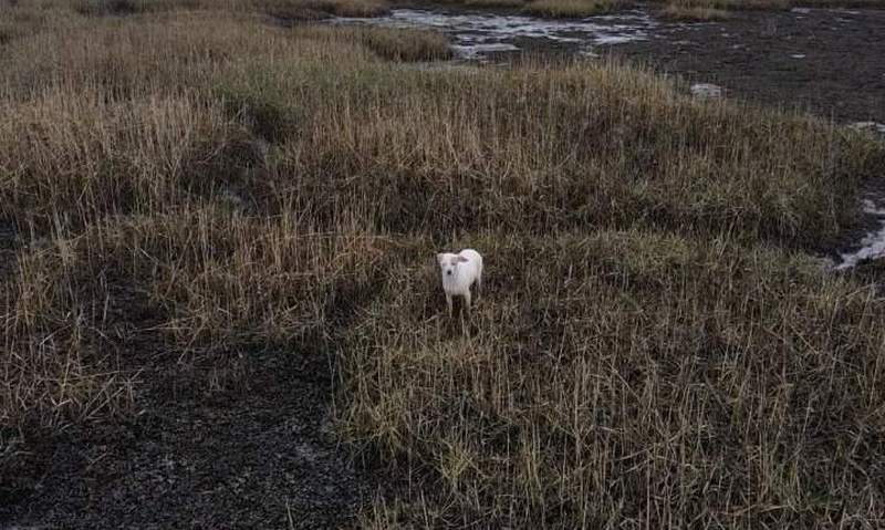У Британії дрон із сосискою допоміг витягнути собаку з болота (ВІДЕО)