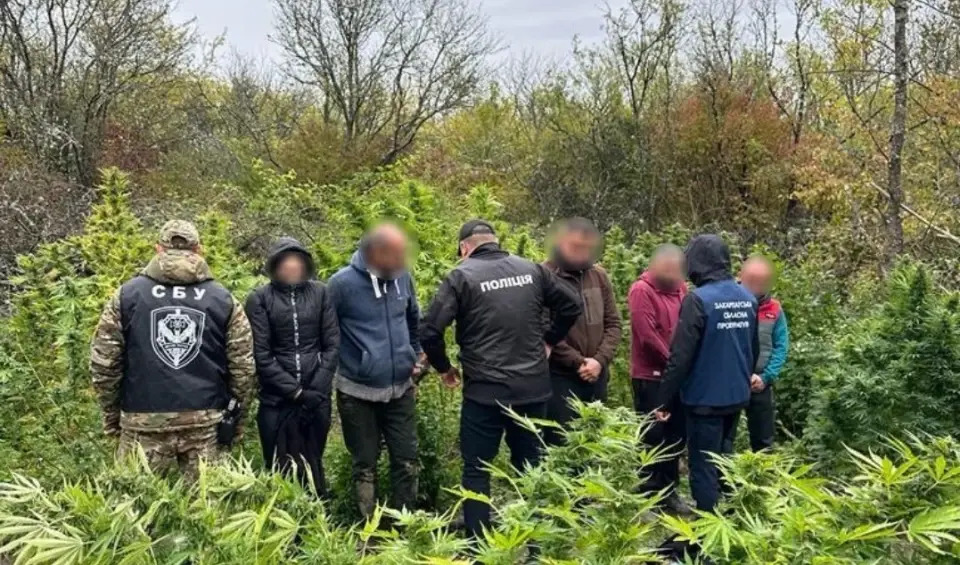 На Закарпатті правоохоронці викрили масштабну наркоплантацію (ФОТО)