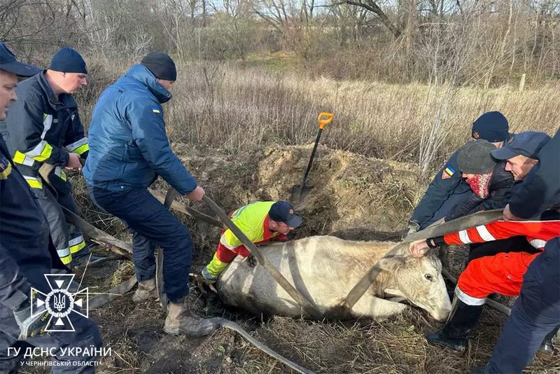 На Чернігівщині бійці ДСНС врятували необачну корову, яка потрапила у пастку (ФОТО)