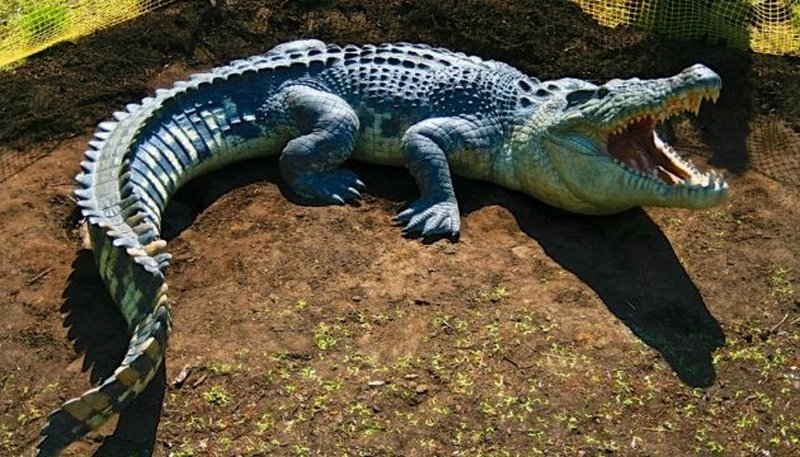 В Австралії нахабний крокодил вкрав у жінок наловлених за день крабів (ВІДЕО)